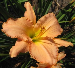 Atlanta Debutante