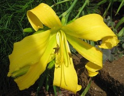 Debary Canary