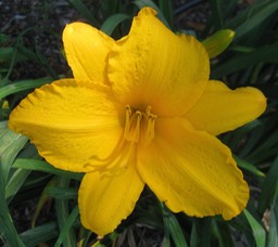 Golden Prize