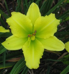 Green Flutter