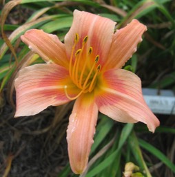 Hall's Pink