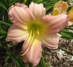 Helen Shooter 7 MRe 25