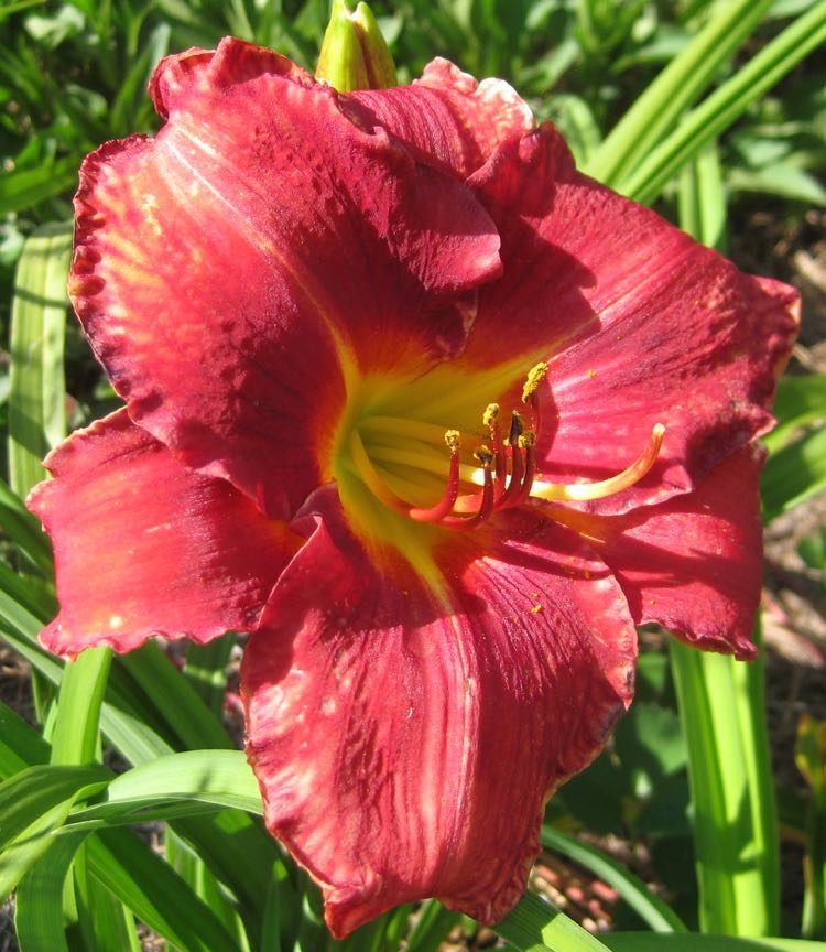 HemeElsu-Flower