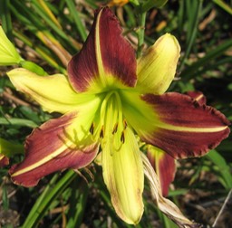 Heidi Halli L38Bi38