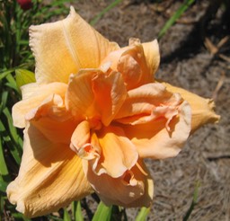 Peach Magnolia M-L32Re5.5Db