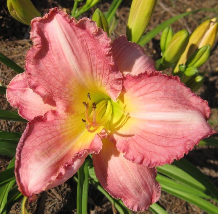 HemePola-Flower-$$$$
