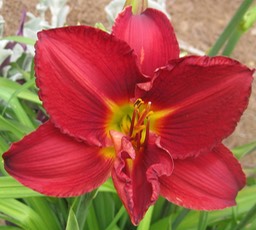 Prairie Wildfire 5 M 23