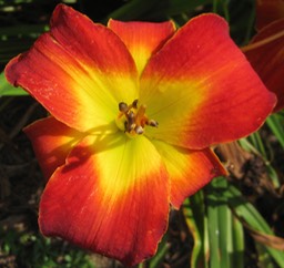 Red Explosion
