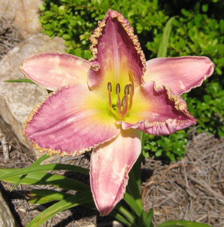 Flower