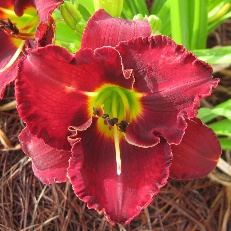 Rolling Thunder Flower