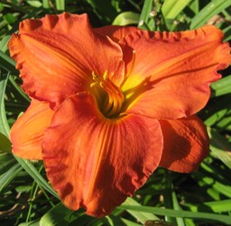 House of Orange