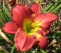 Bombay Silk