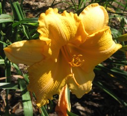Orange Velvet