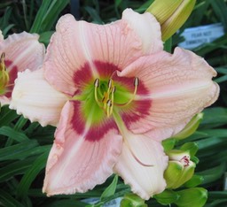 newberry-cherry-eye_med