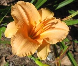 Peach Fairy