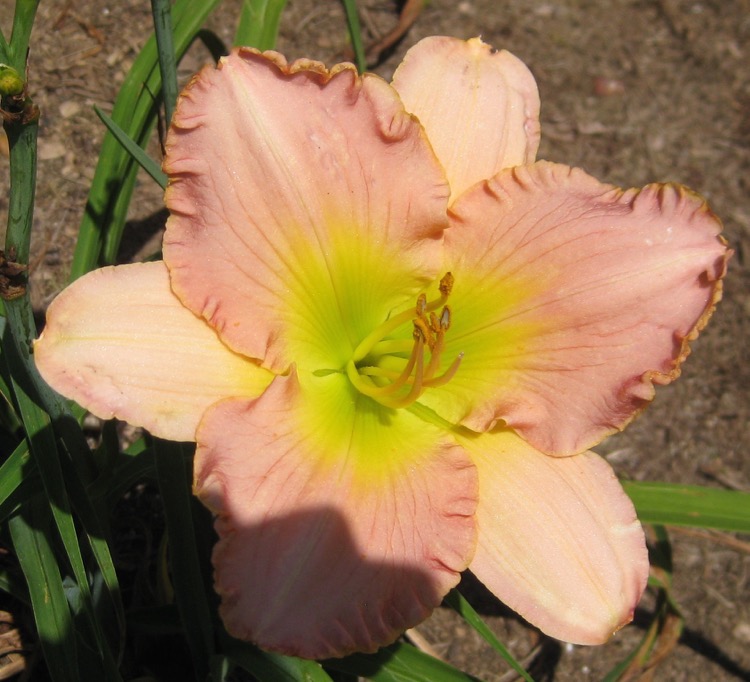 Pink Ambrosia