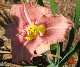 Pink Giggles
