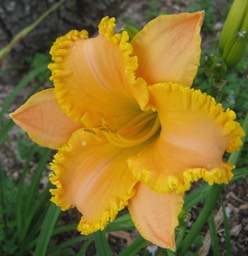 Regency Favorite