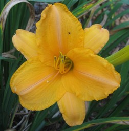 Ruffled Apricot