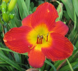Scarlet Pansy 5.5 MLR 26 