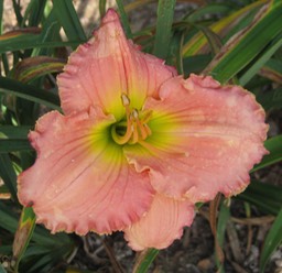 Seminole Wind