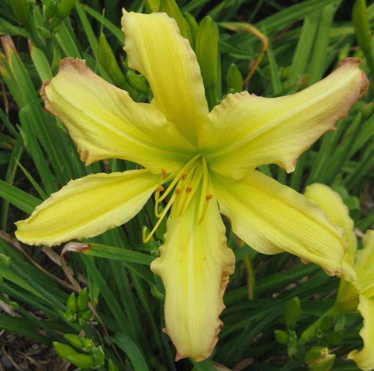 Spanish Fandango