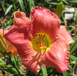 Vera Biaglow