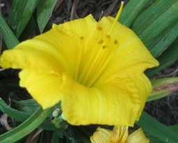 Yellow Lollipop