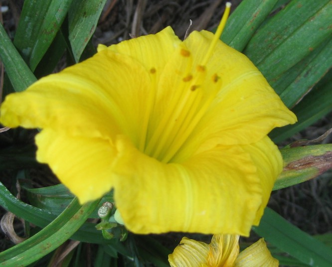 Yellow Lollipop