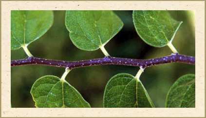 Leaf arrangement - Alternate