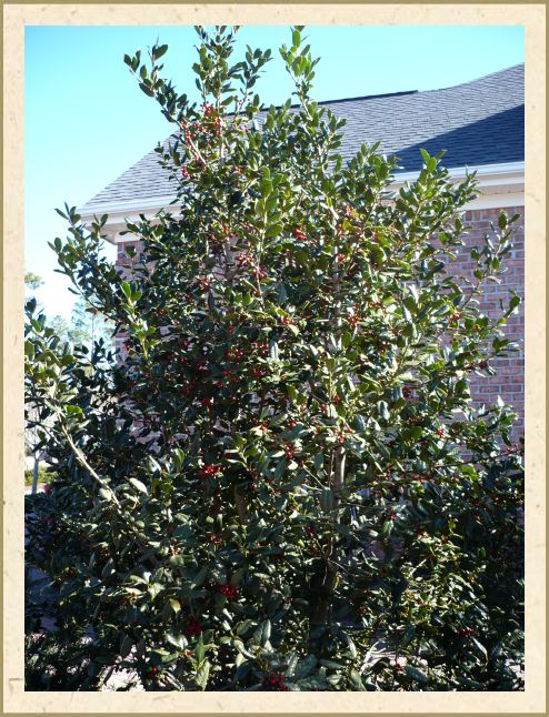 Nellie R. Stevens Holly