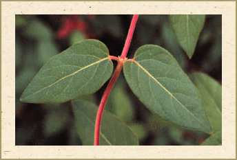 Leaf arrangement - Opposite