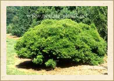 Stokes Dwarf Holly
