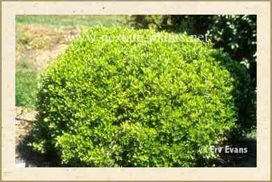 Dwarf Yaupon Holly