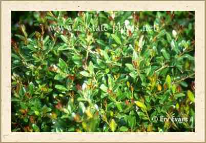 Bordeaux Yaupon Holly