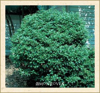 False Holly Osmanthus