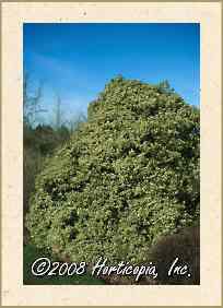 Variegated False Holly