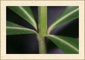 Leaf arrangement - Whorled