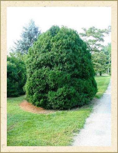American Boxwood