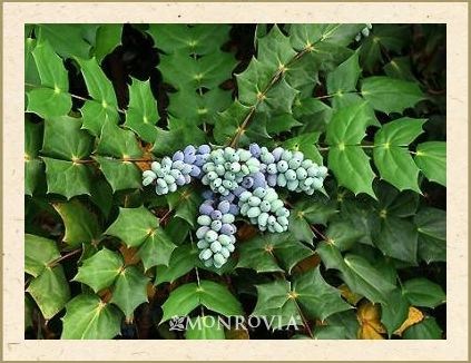 Mahonia