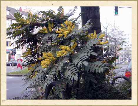 Mahonia