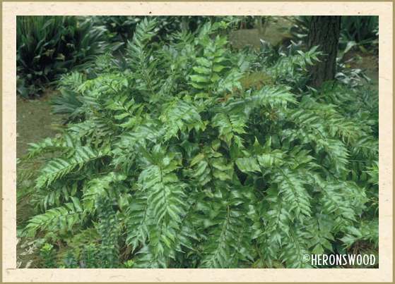 Holly Fern