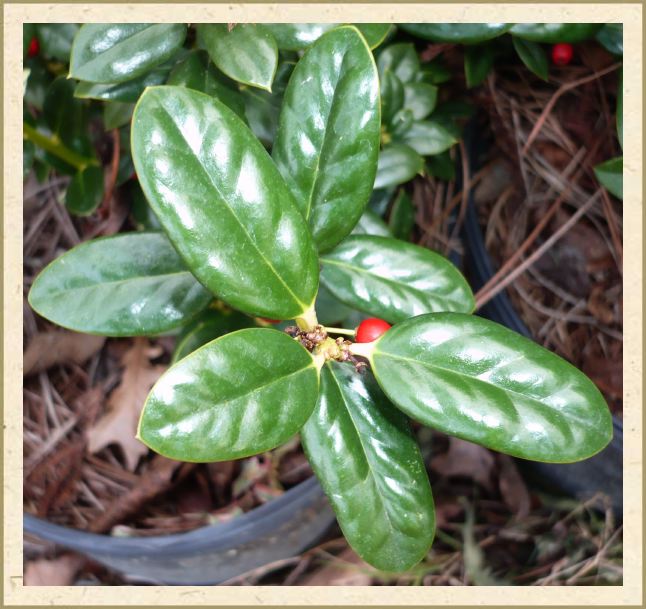 <i>Ilex cornuta</i> 'Burfordi Nana'