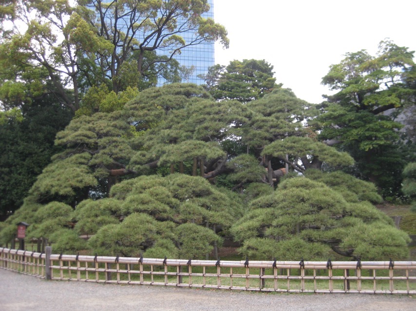300-year Pine