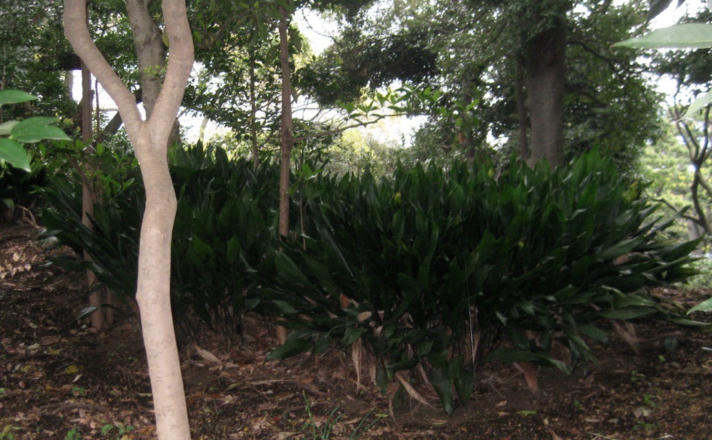Aspidistra groundcover