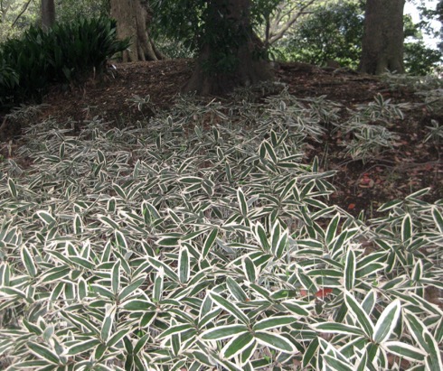 Bamboo groundcover Sasa veitchii?