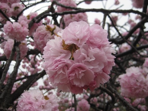 Cherry blossoms