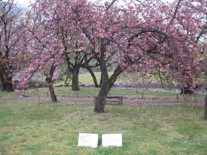 Cherry tree and signs