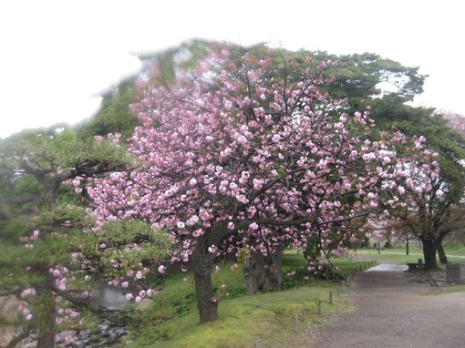 Cherry tree in the rain