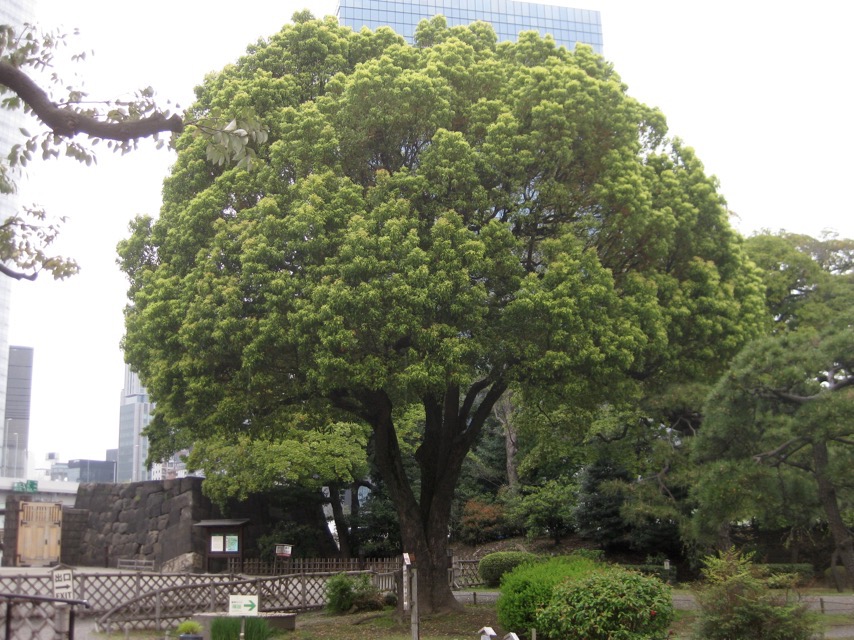 Cinnamomum camphora